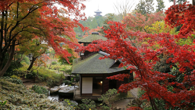 横浜・三溪園　紅葉のライトアップ